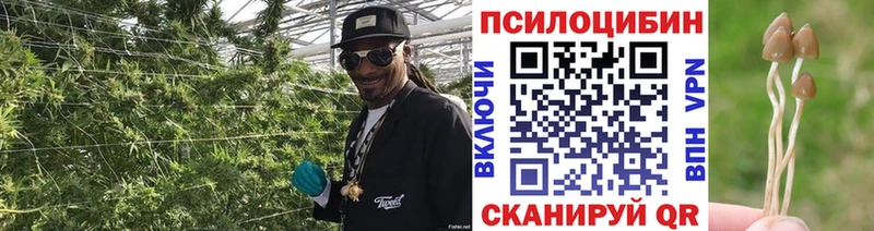Галлюциногенные грибы Psilocybe Якутск